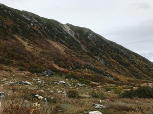millet_20171012_15