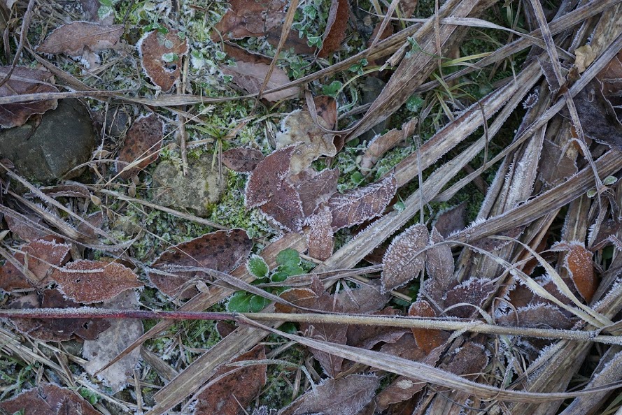 DSC00088