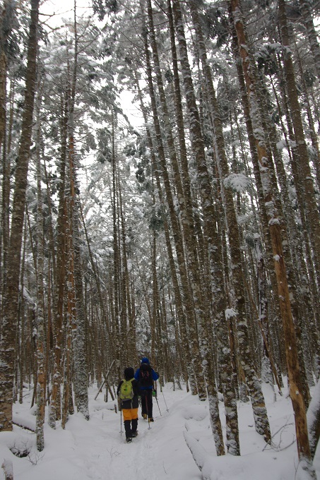 K5IP６０５５樹林帯