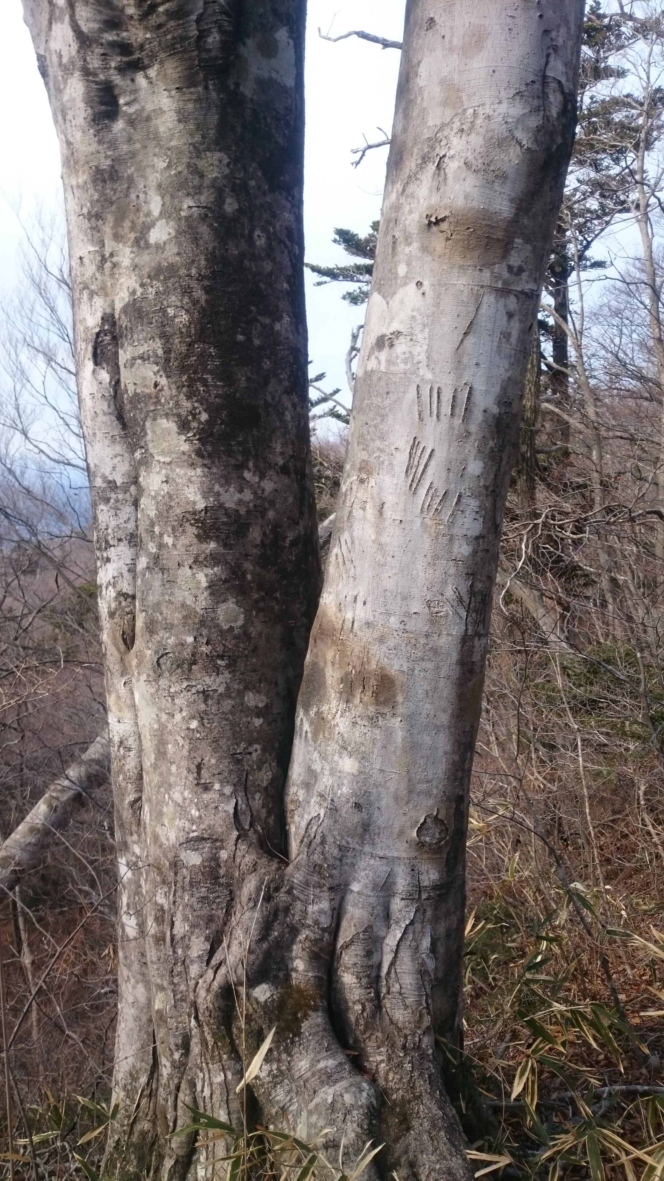爪痕だらけ
