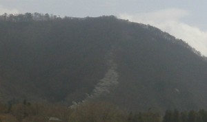 IMGP0310