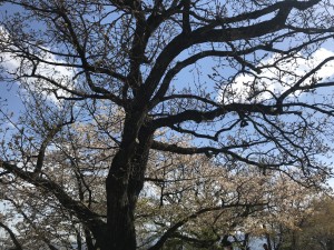 IMG_3920