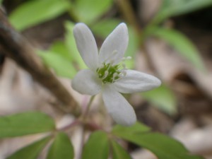 IMGP0016