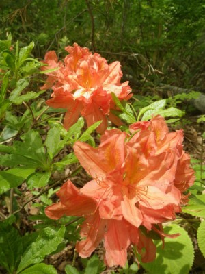IMGP0026