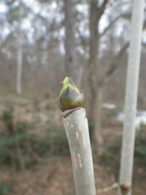 IMGP0294