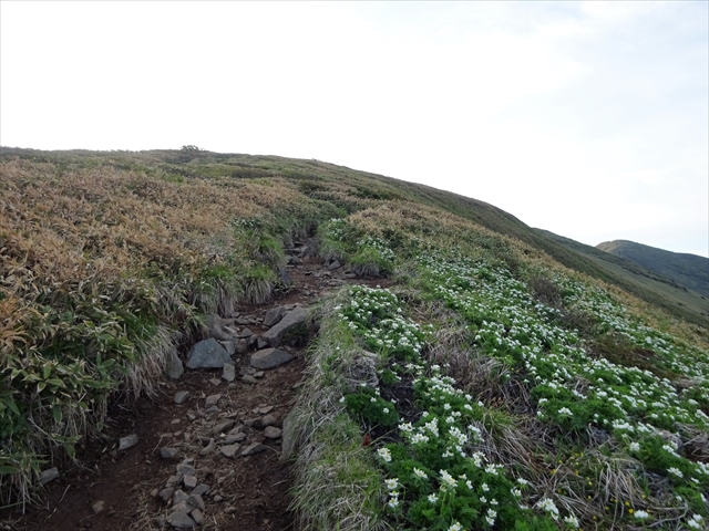 【大宮店】『平標山・仙ノ倉山』 ～花の宝…