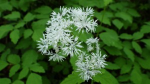 RIMG0085