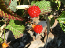 いちごnew_IMG_7250