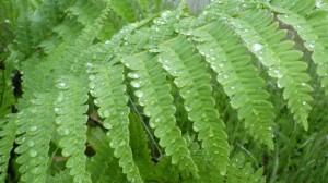 RIMG0244