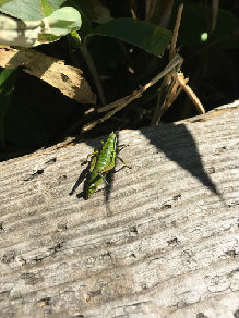 ばったnew_IMG_7171