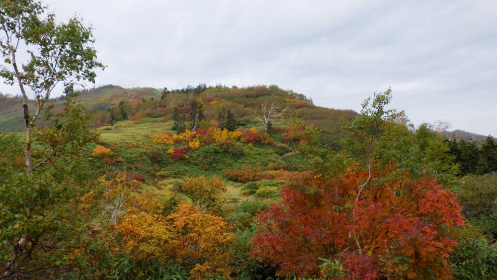 【長野店】火打山の紅葉が見ごろですよ
