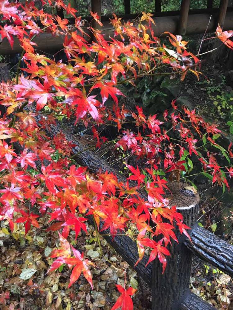 【川越店】　都民の森　をお散歩してきまし…