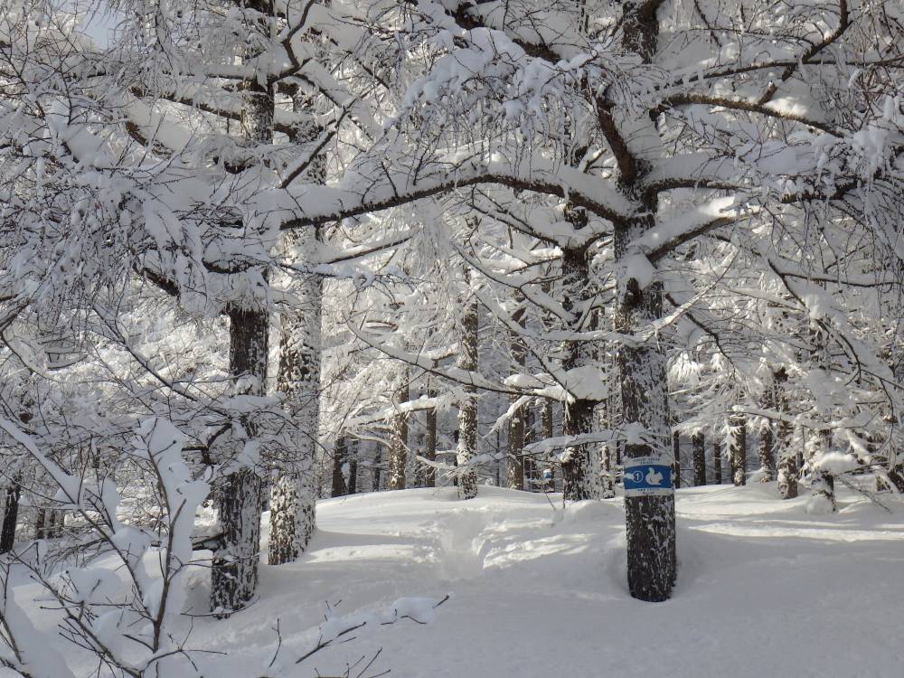 【長野店】北信の雪情報