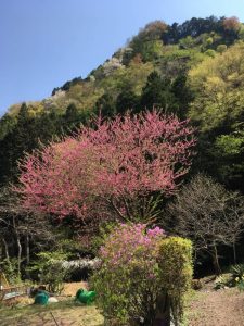 【川越店】週末雪ですがもうすぐ春です！山…