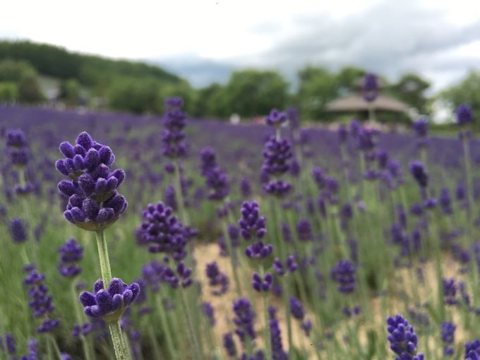 【川越店】 7月の定休日をお知らせいたし…