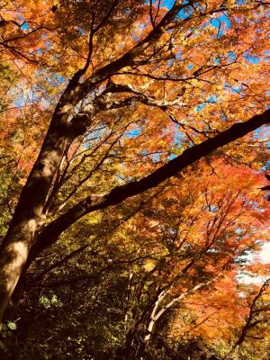 【川越店】　高尾山の紅葉を見に行ってきま…