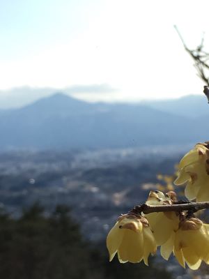 宝登山へ蠟梅を楽しんできました【川越店】