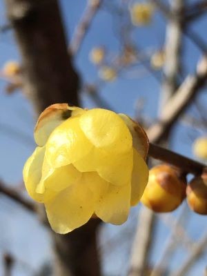 2月の定休日をお知らせ致します【川越店】