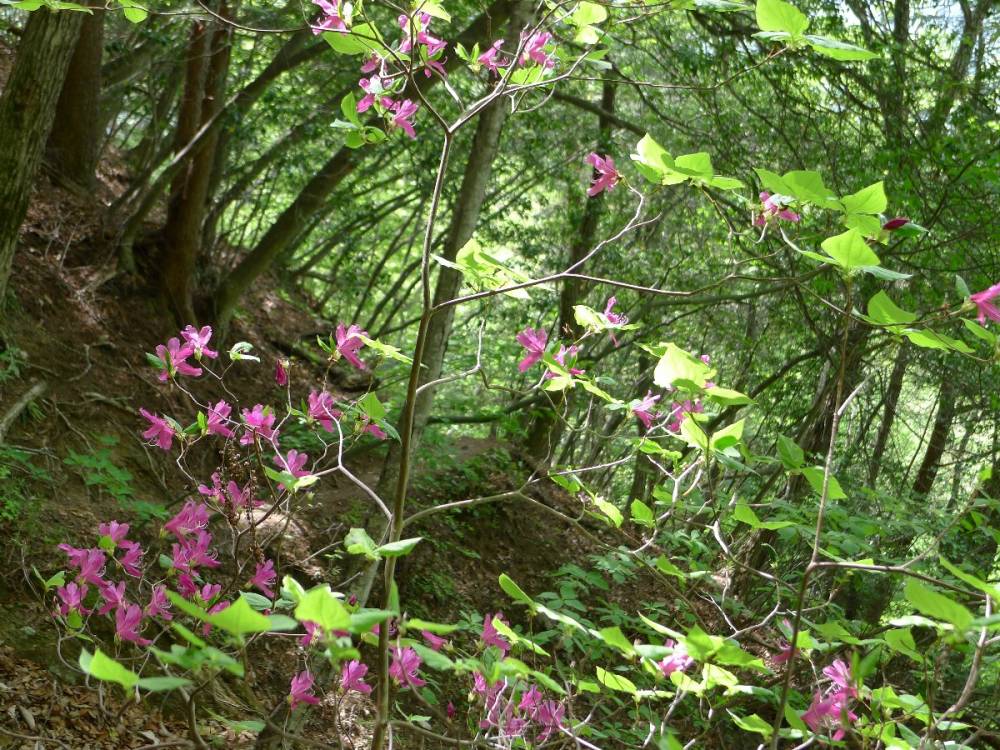 山の花【長野店】