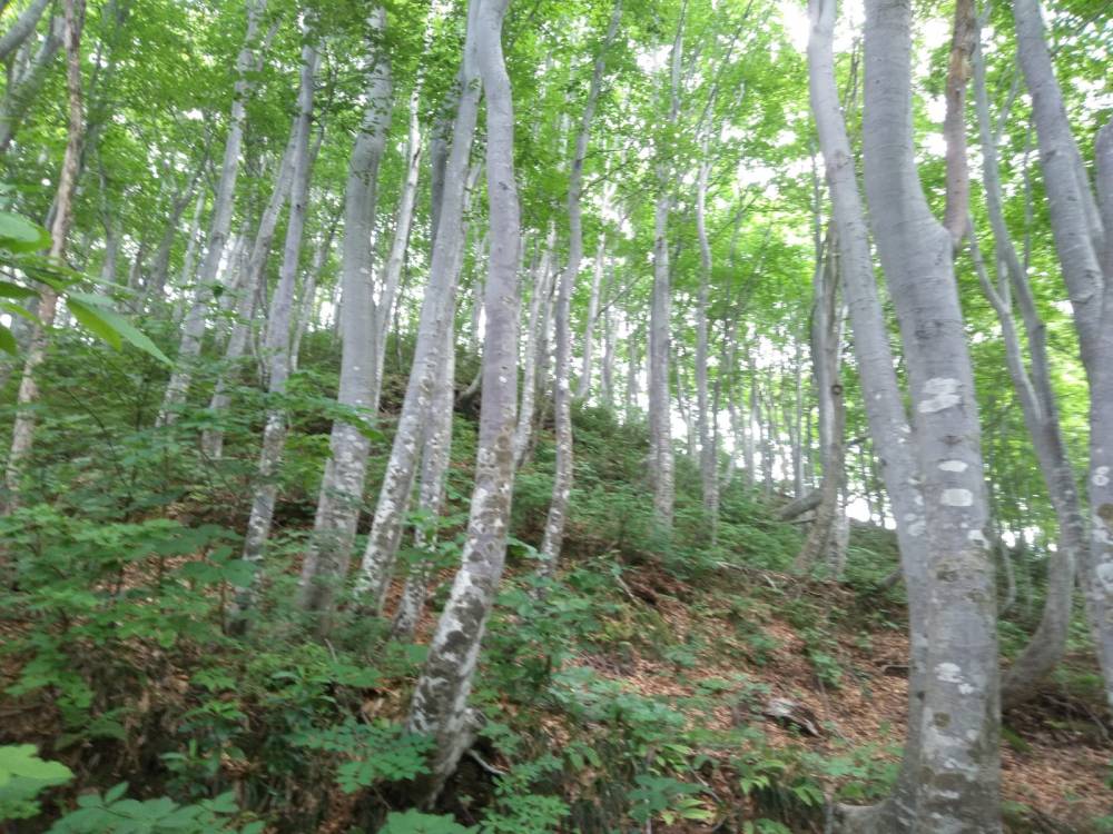 【新潟店】八十里越