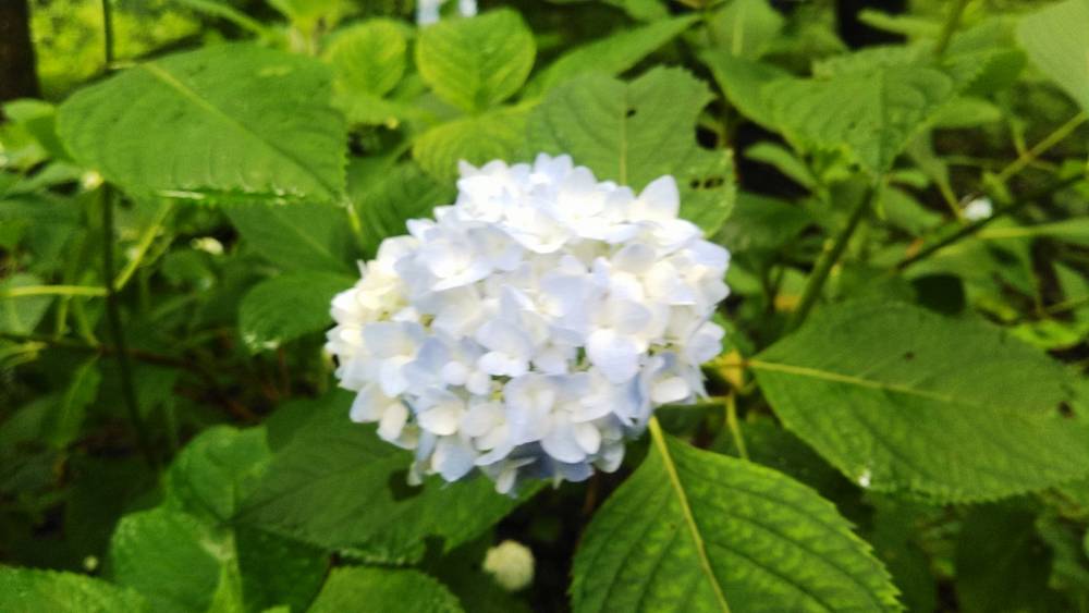 古道散策の話【高崎前橋店】
