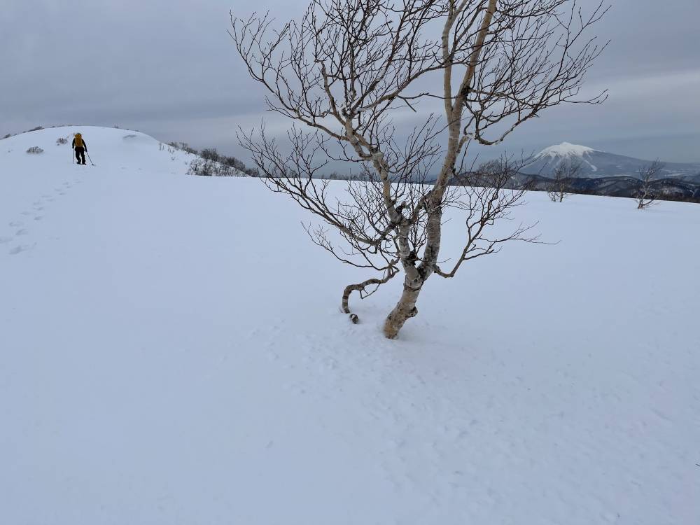 白神山地～田代岳でカンジキハイクして参り…